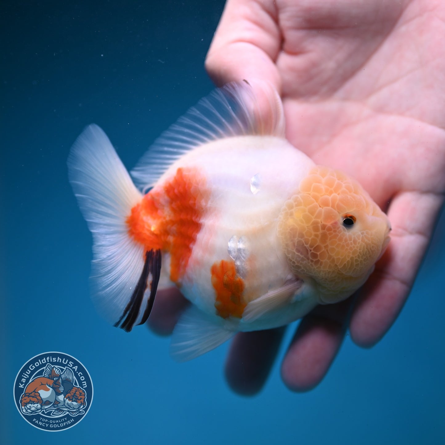 Sakura Oranda 3.5 inch Body (260821_OR20)