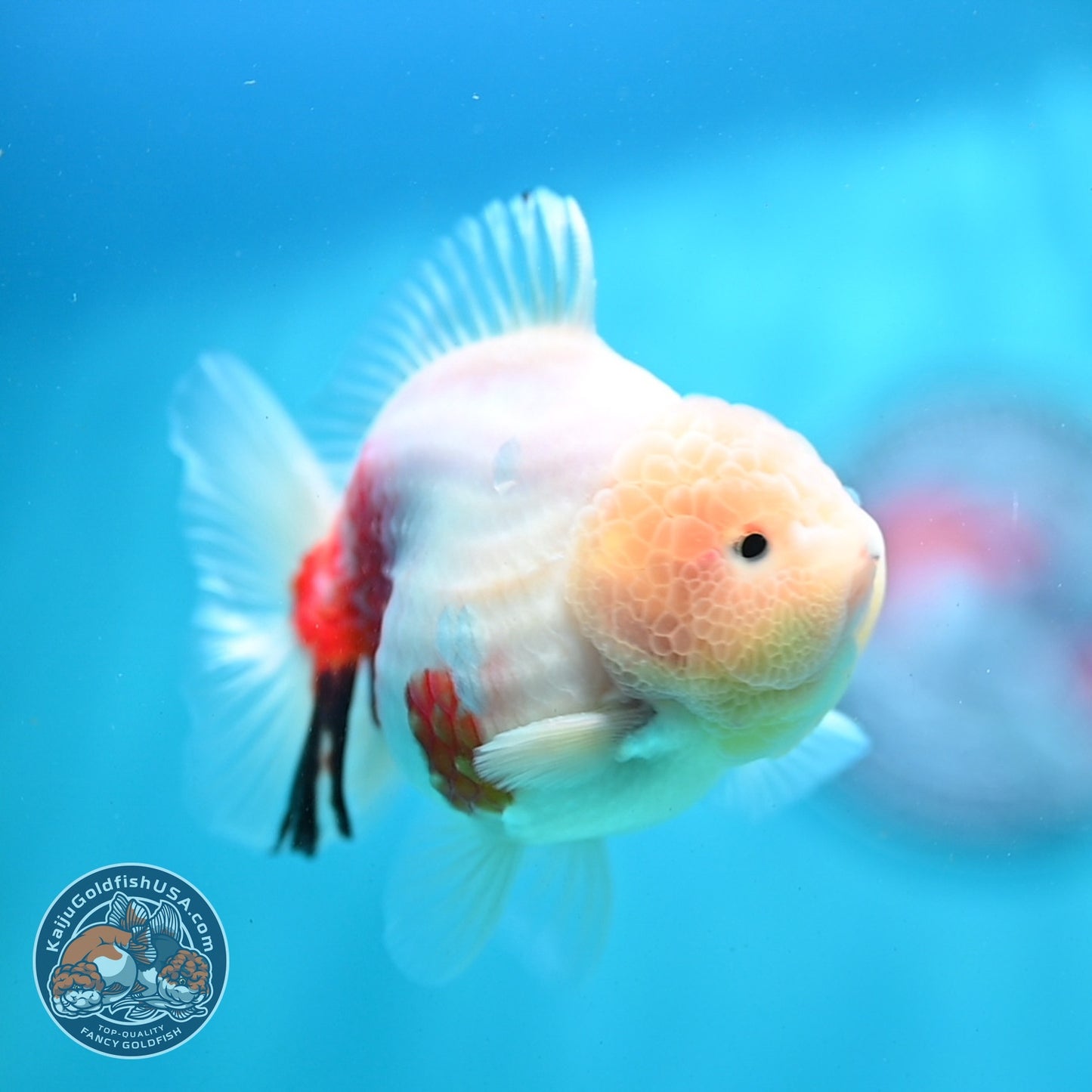 Sakura Oranda 3.5 inch Body (260821_OR20)