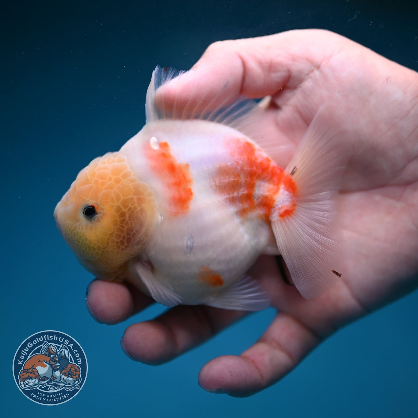 Sakura Oranda 3.5 inch Body (260821_OR20)