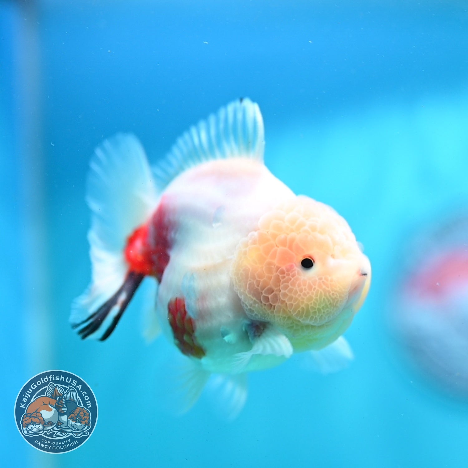 Sakura Oranda 3.5 inch Body (260821_OR20)