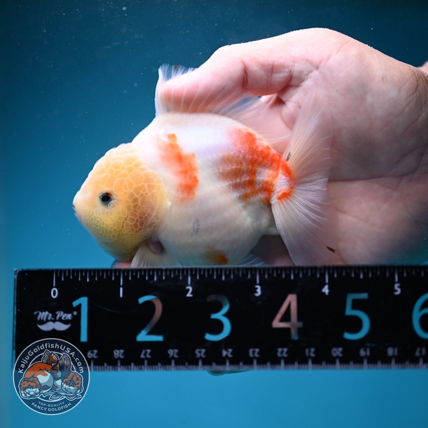 Sakura Oranda 3.5 inch Body (260821_OR20)