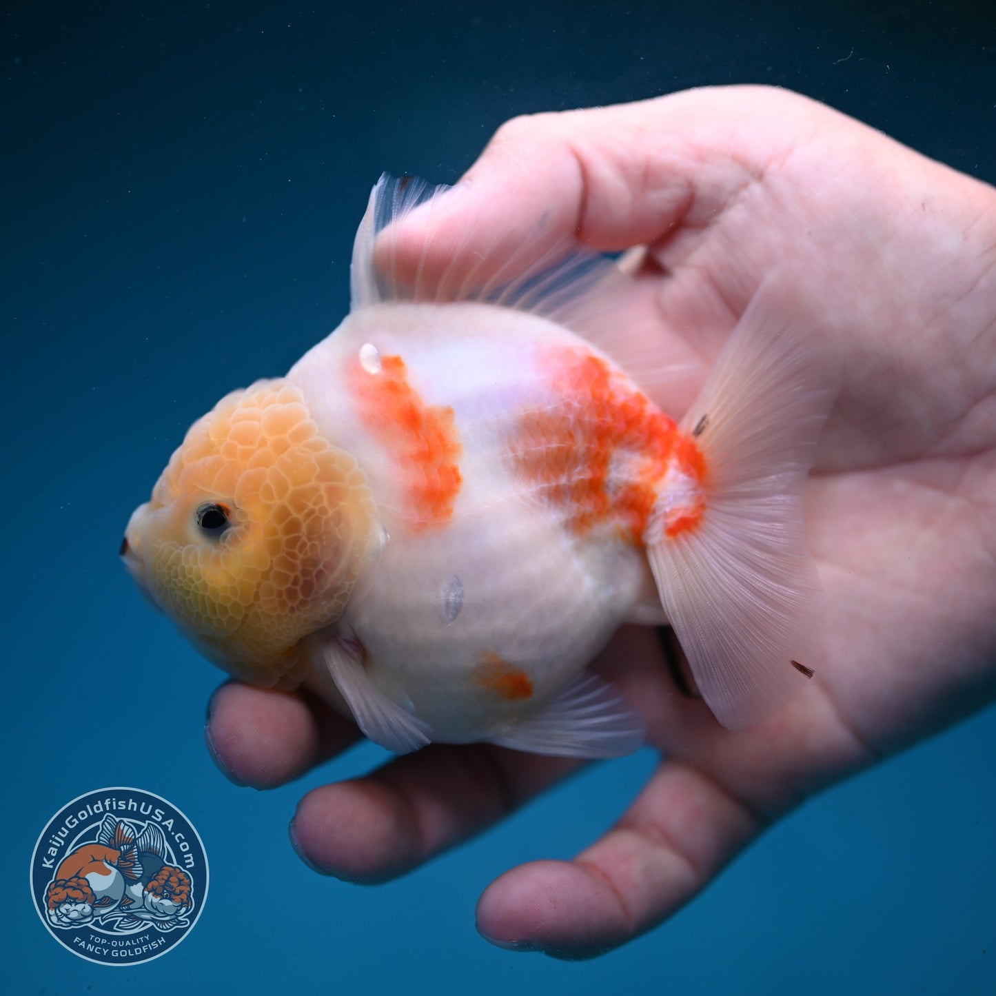Sakura Oranda 3.5 inch Body (260821_OR20)