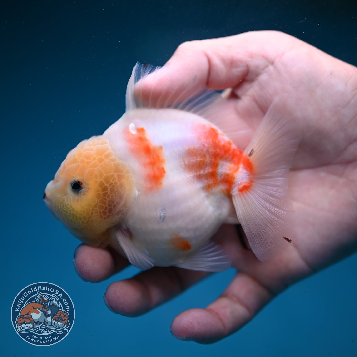 Sakura Oranda 3.5 inch Body (260821_OR20)