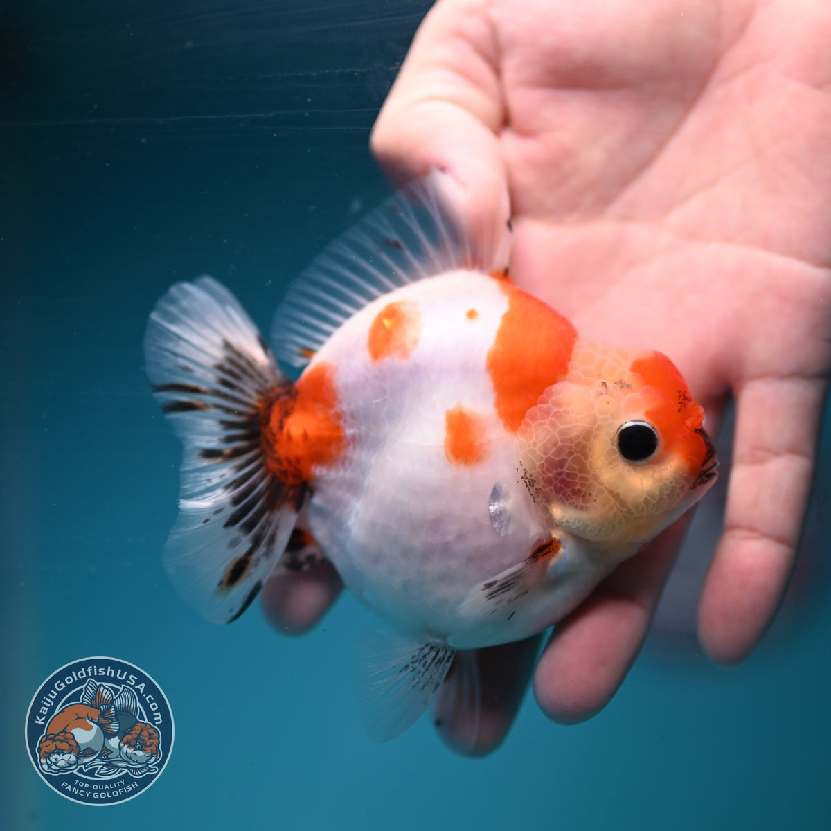 Sakura Oranda 3.5 inch Body (260904_OR09)