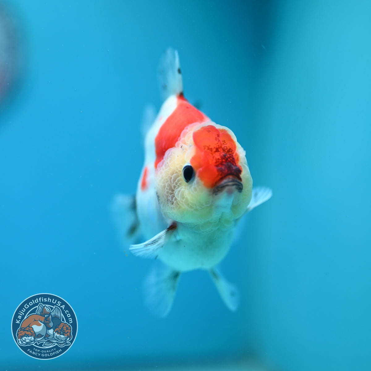 Sakura Oranda 3.5 inch Body (260904_OR09)