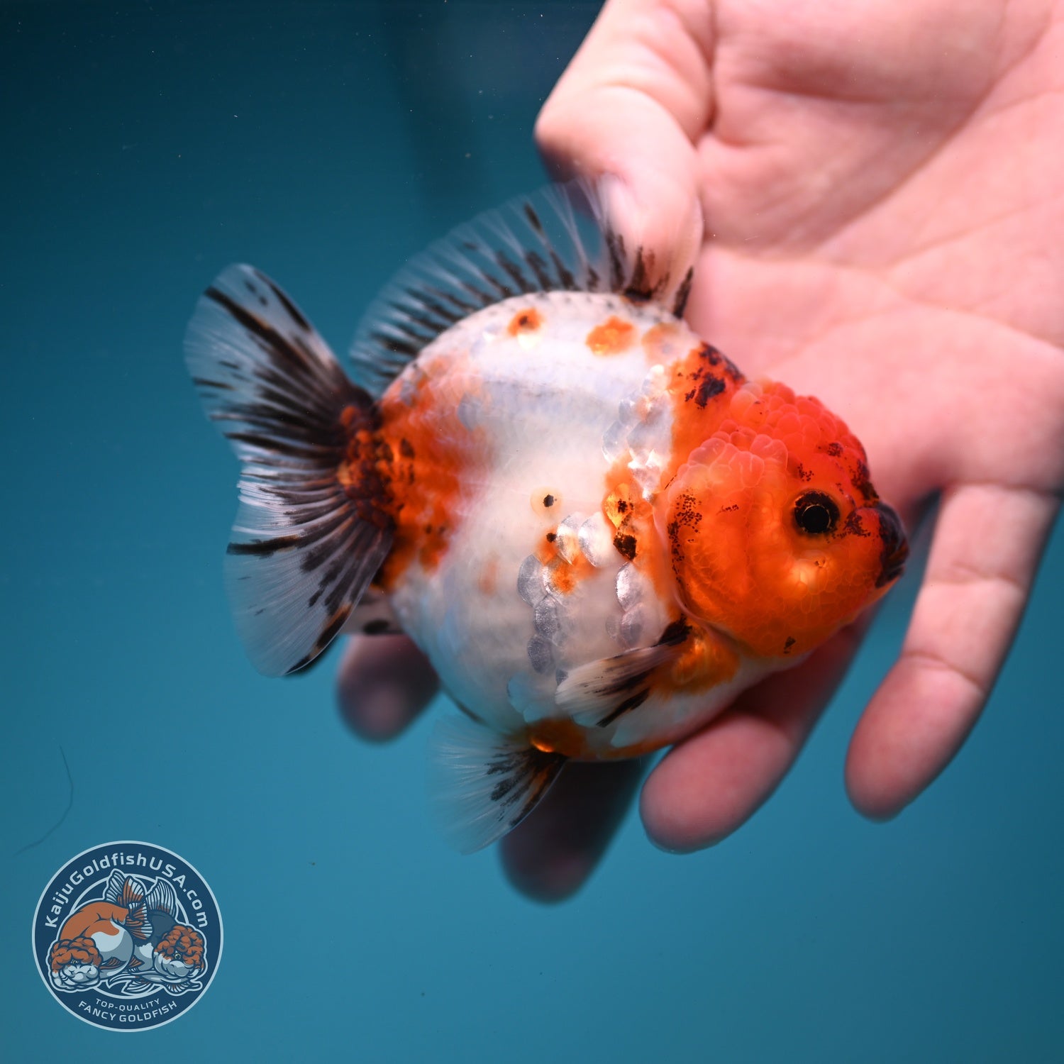 Sakura Oranda 3.5 inch Body (260904_OR12)