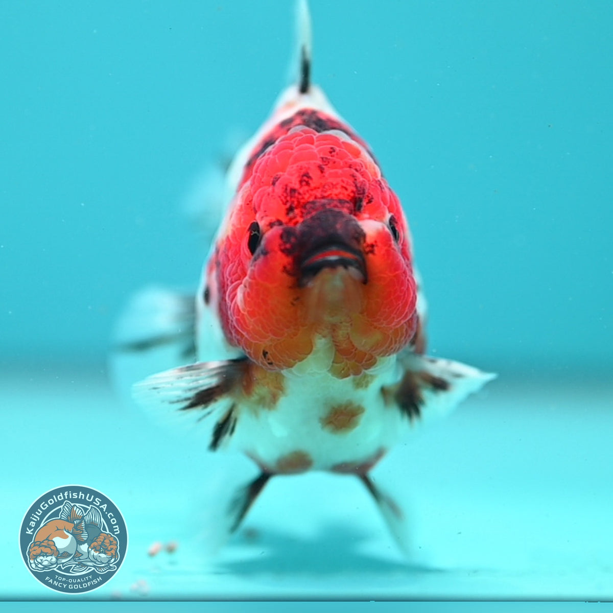 Sakura Oranda 3.5 inch Body (260904_OR12)