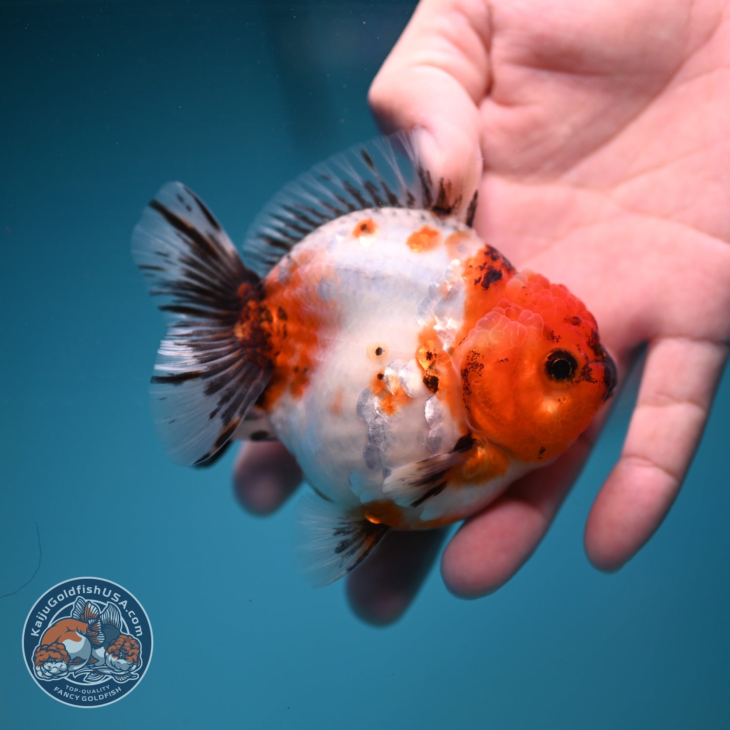 Sakura Oranda 3.5 inch Body (260904_OR12)