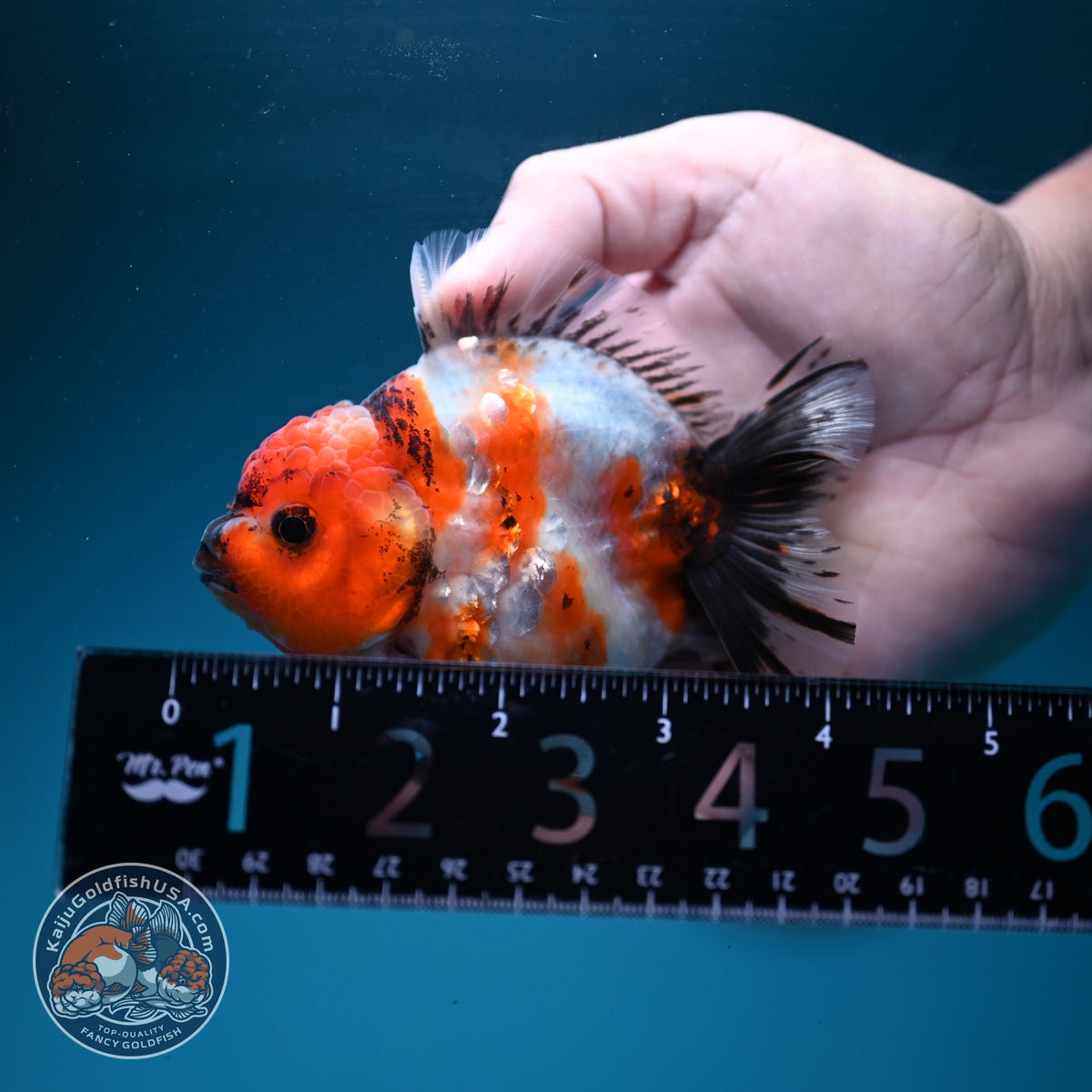 Sakura Oranda 3.5 inch Body (260904_OR12)