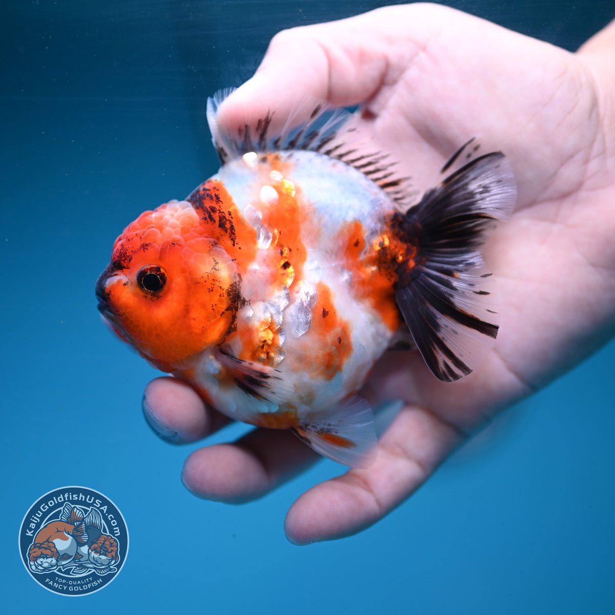 Sakura Oranda 3.5 inch Body (260904_OR12)