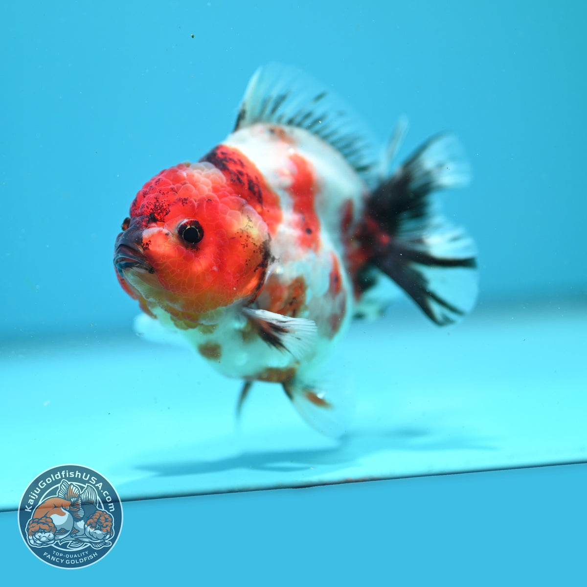 Sakura Oranda 3.5 inch Body (260904_OR12)
