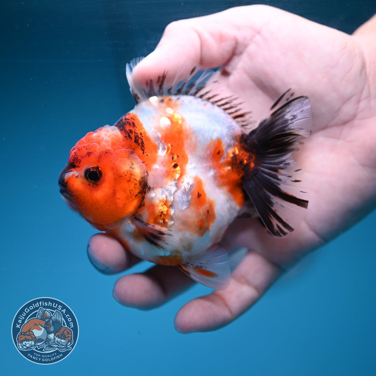 Sakura Oranda 3.5 inch Body (260904_OR12)