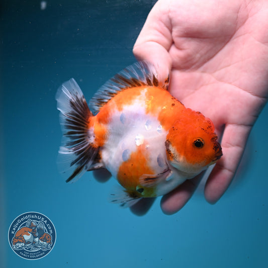 Sakura Oranda 3.5 inch Body (260911_OR09)