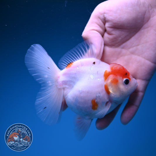Sakura Oranda 3.5 inch Body (261016_OR06)