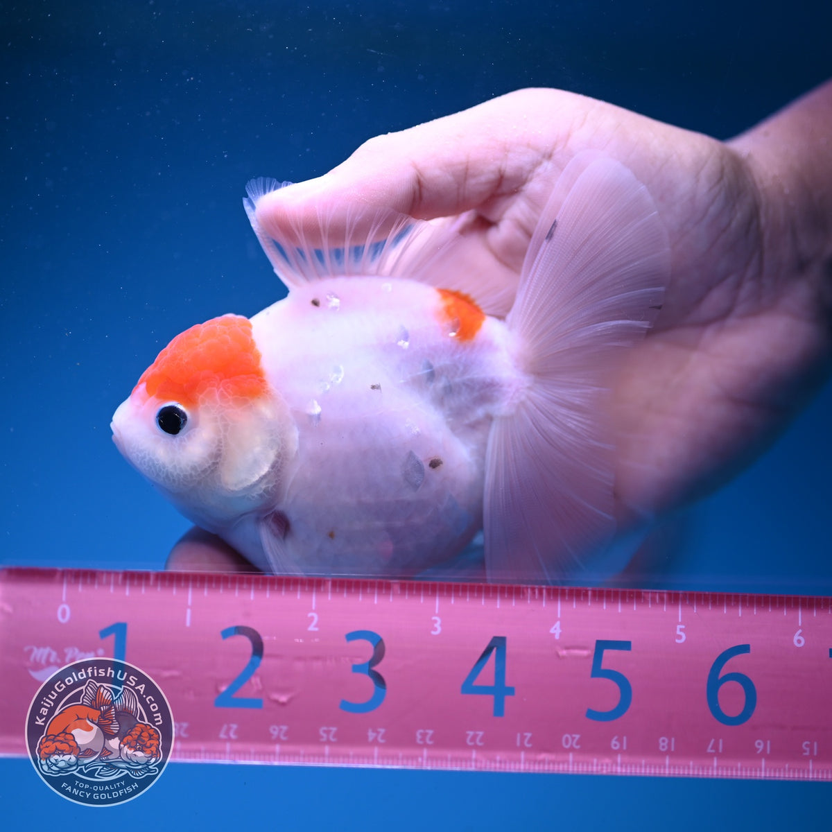 Sakura Oranda 3.5 inch Body (261016_OR06)