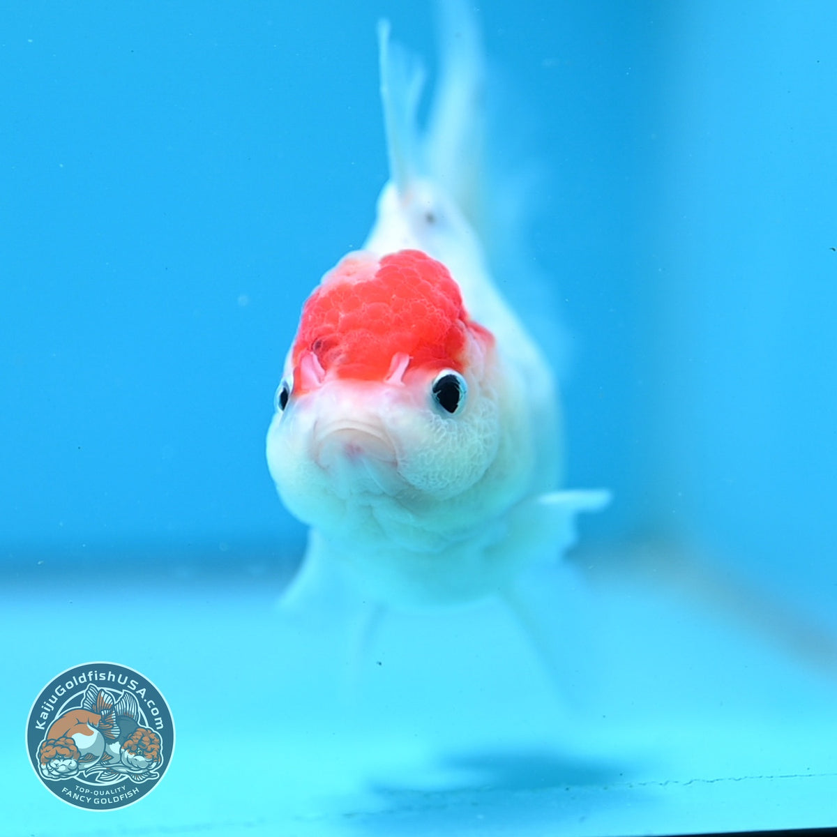 Sakura Oranda 3.5 inch Body (261016_OR06)