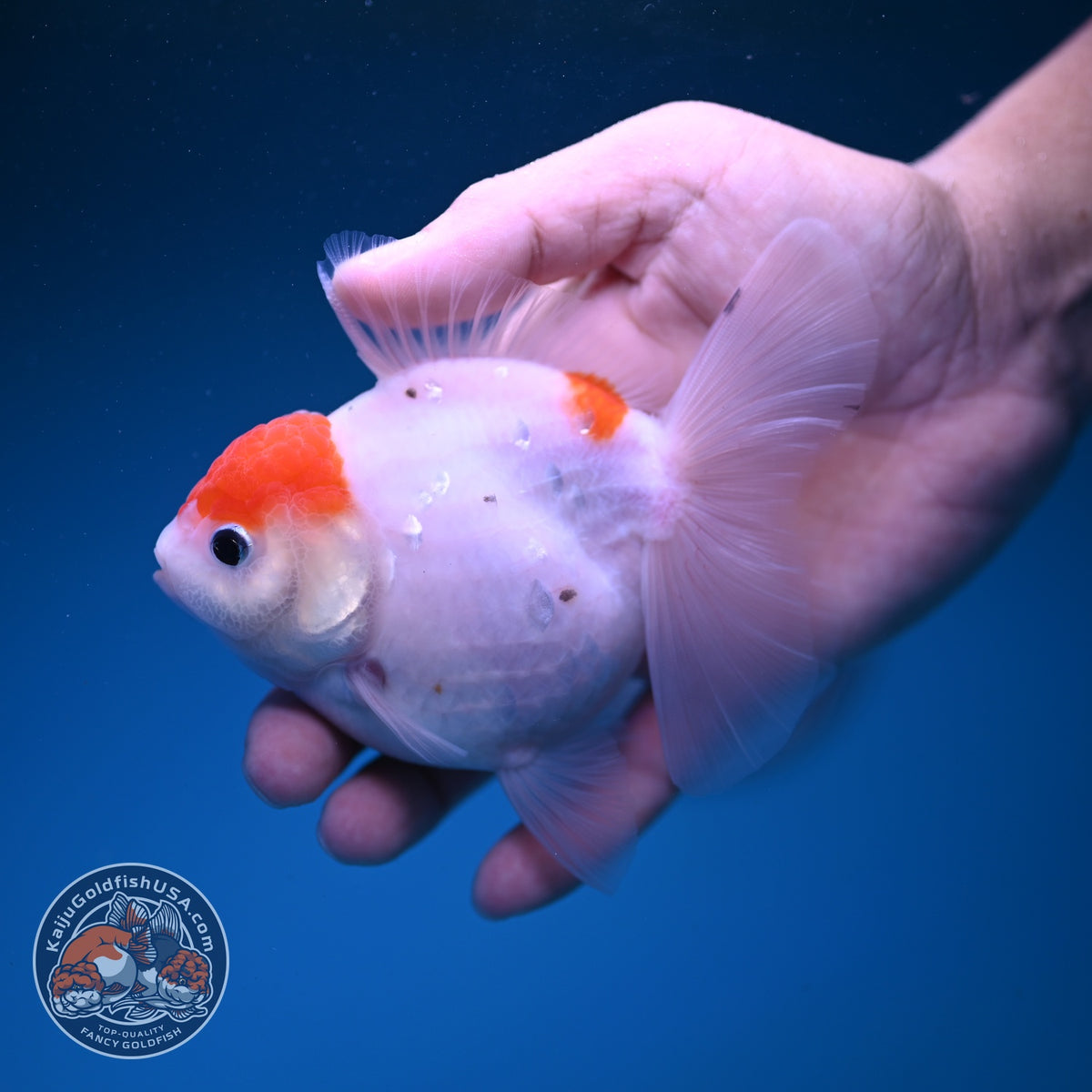 Sakura Oranda 3.5 inch Body (261016_OR06)