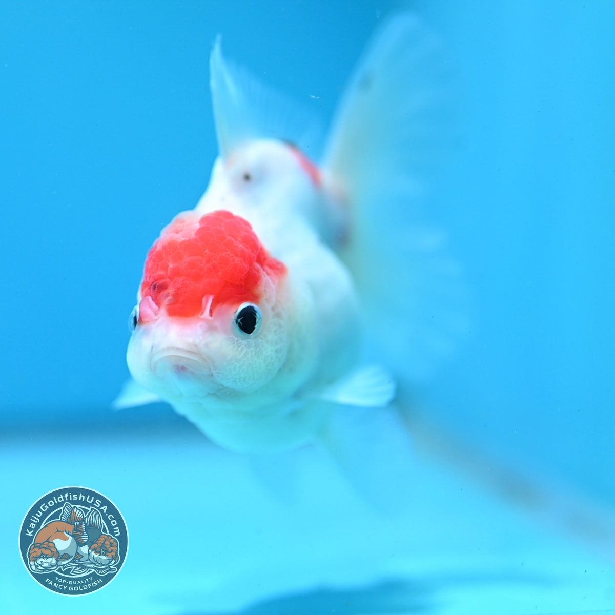 Sakura Oranda 3.5 inch Body (261016_OR06)