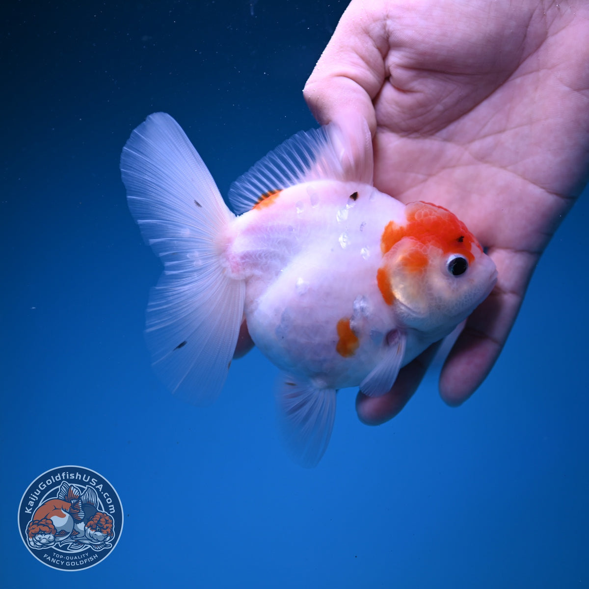 Sakura Oranda 3.5 inch Body (261016_OR06)
