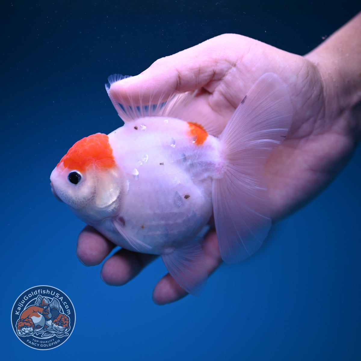 Sakura Oranda 3.5 inch Body (261016_OR06)