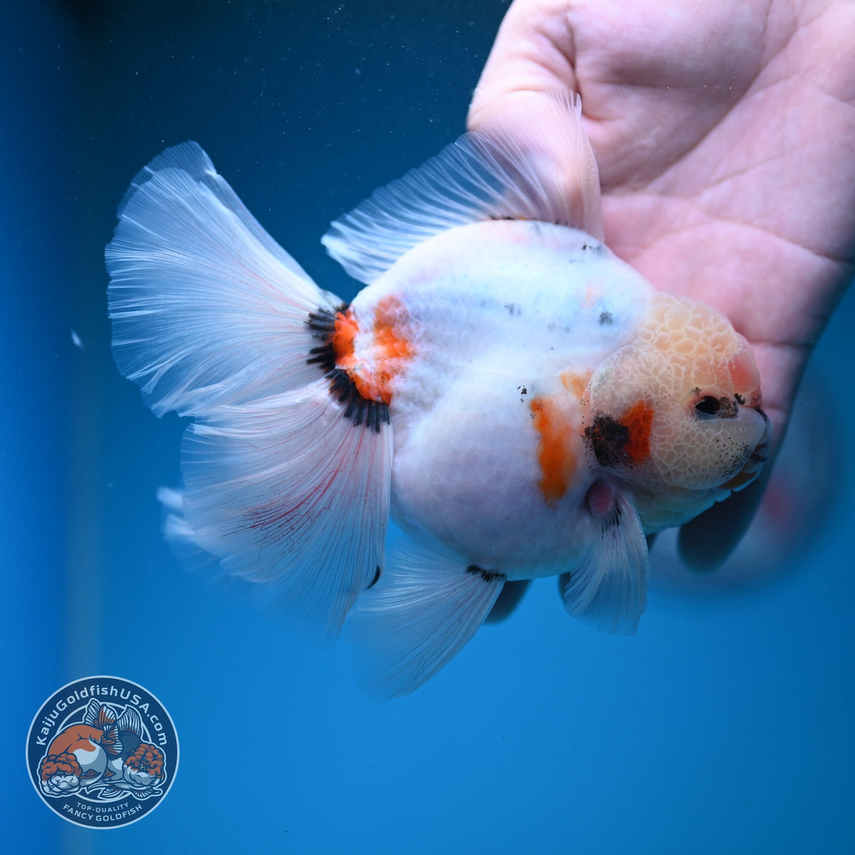 Sakura Oranda 4 inch Body (260925_OR03)