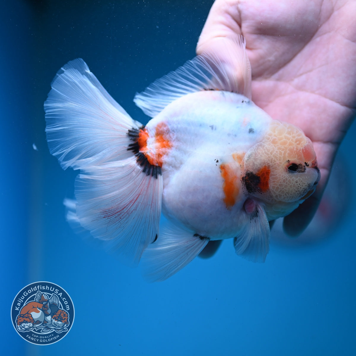 Sakura Oranda 4 inch Body (260925_OR03)