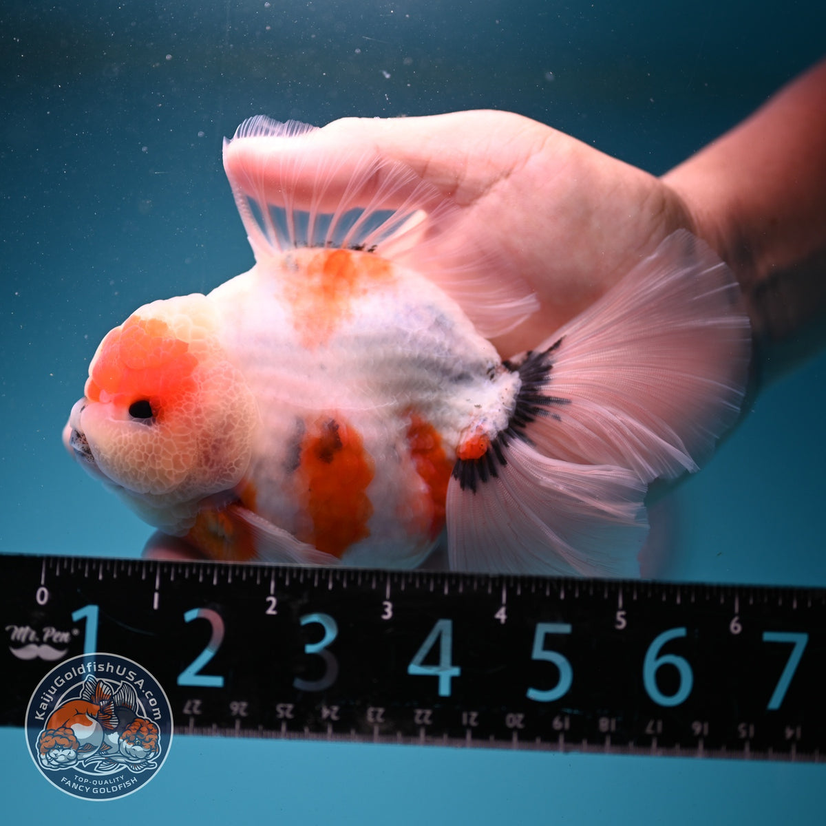Sakura Oranda 4 inch Body (260925_OR03)