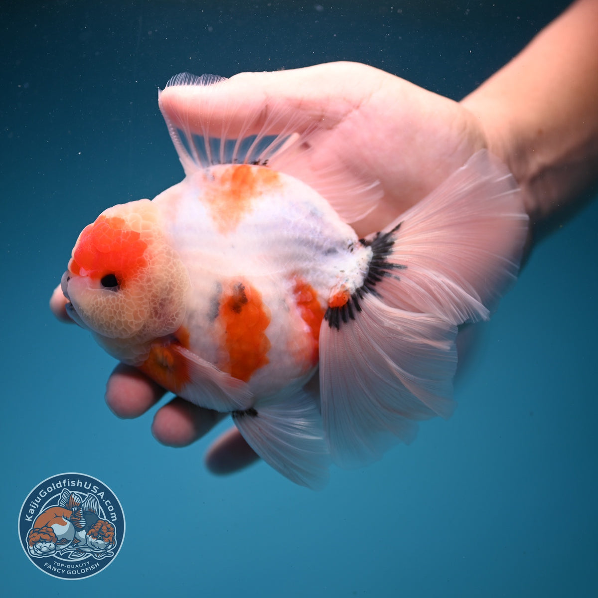 Sakura Oranda 4 inch Body (260925_OR03)