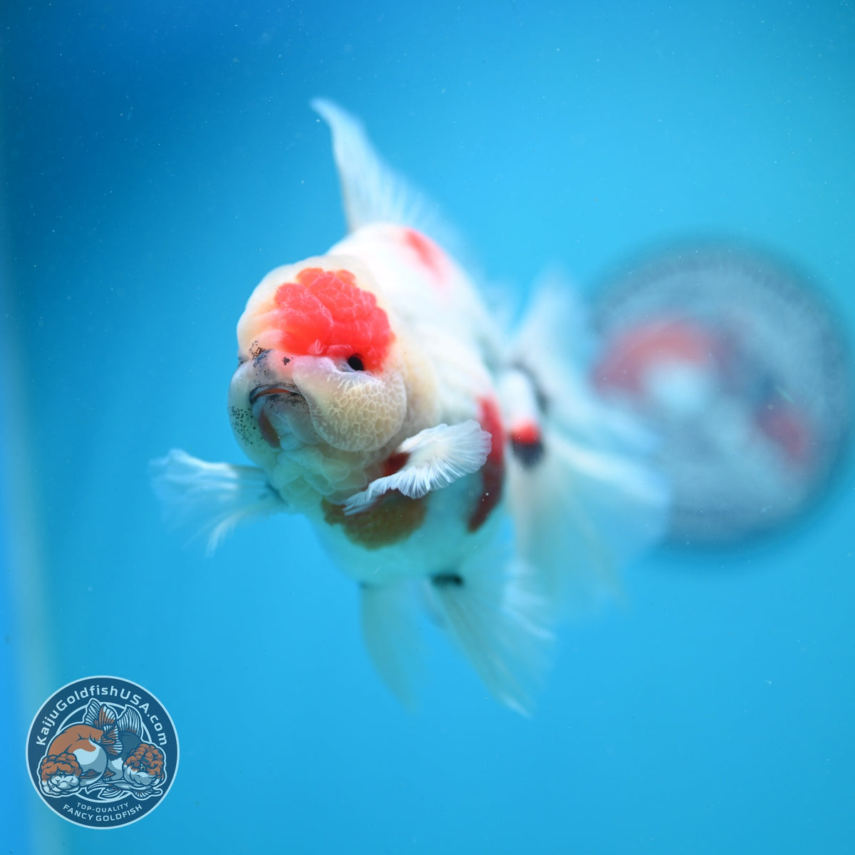 Sakura Oranda 4 inch Body (260925_OR03)