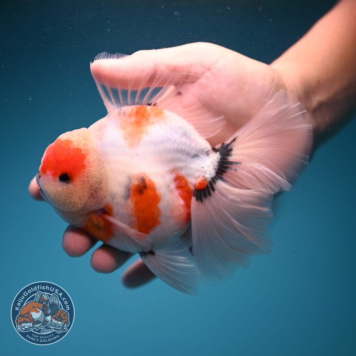 Sakura Oranda 4 inch Body (260925_OR03)