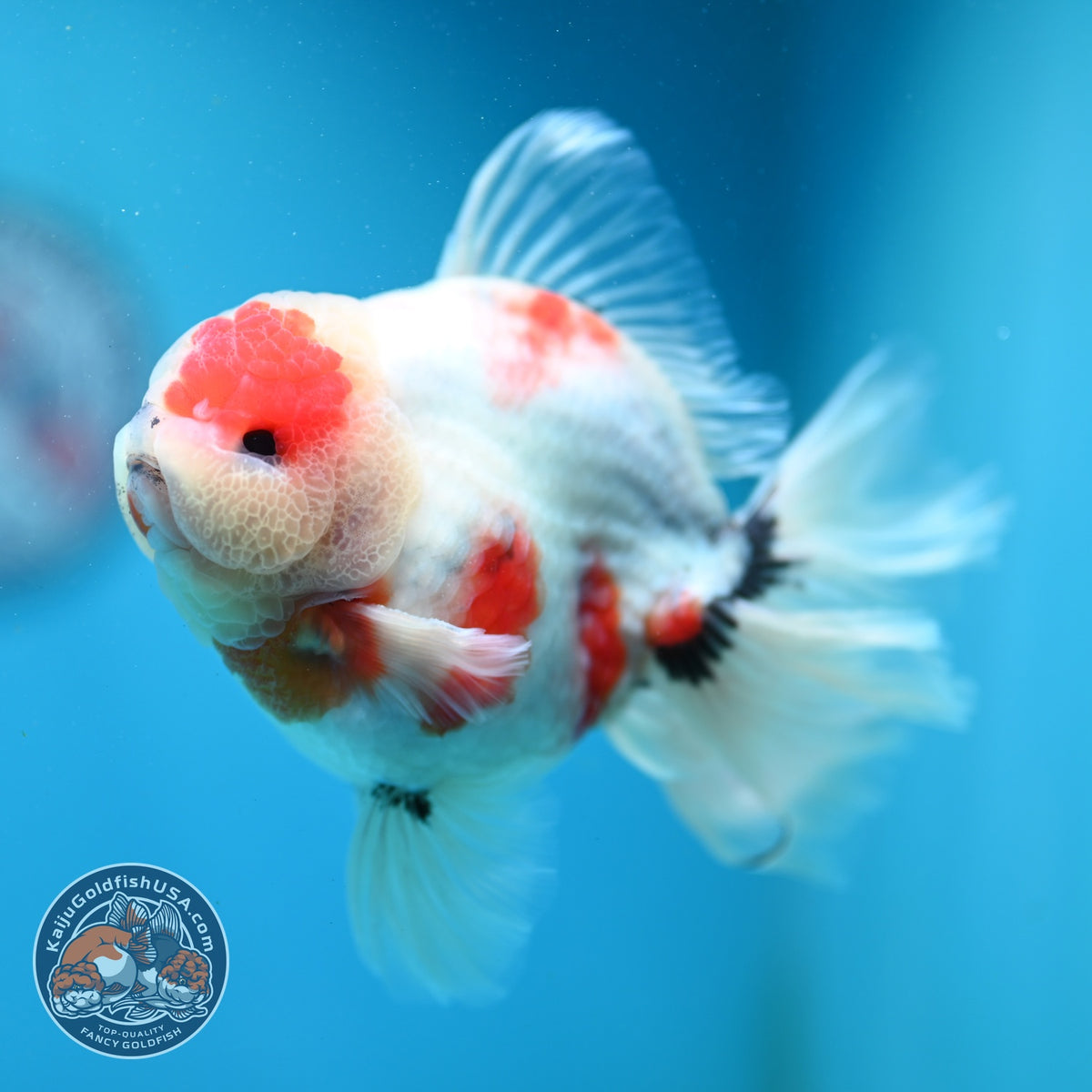 Sakura Oranda 4 inch Body (260925_OR03)