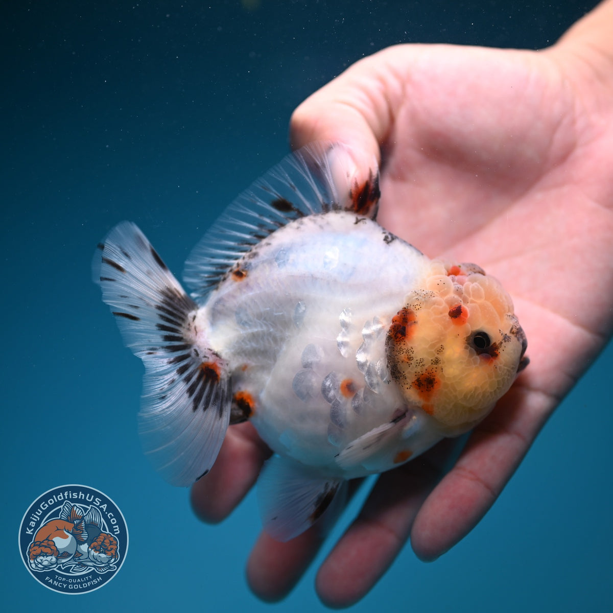 Sakura Oranda 4 inch Body (260925_OR10)