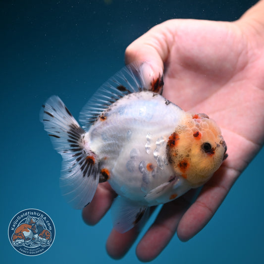 Sakura Oranda 4 inch Body (260925_OR10)