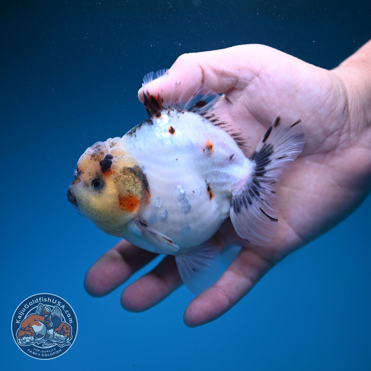 Sakura Oranda 4 inch Body (260925_OR10)