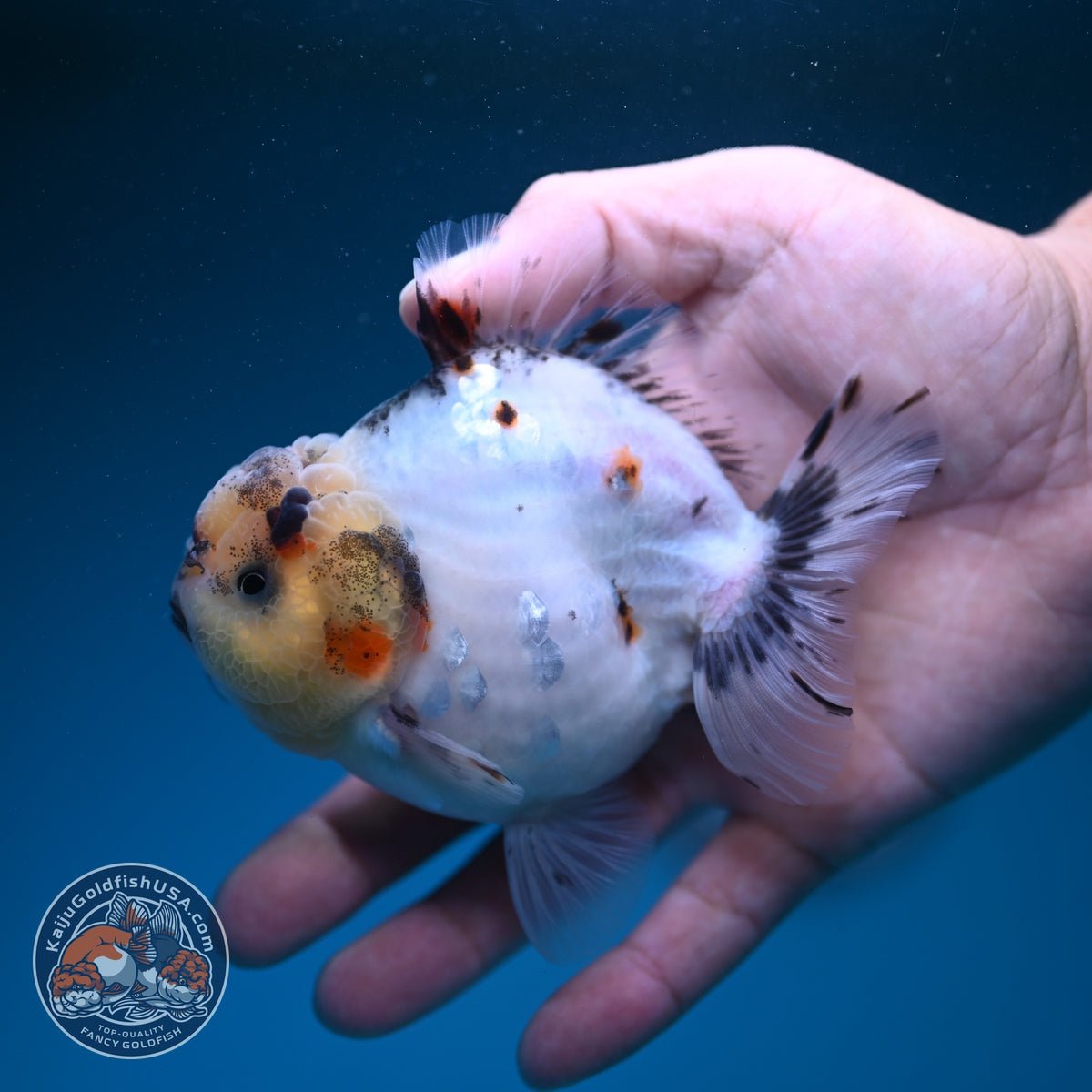 Sakura Oranda 4 inch Body (260925_OR10)