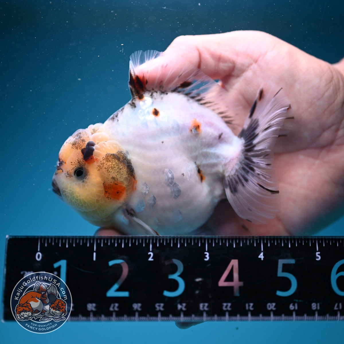 Sakura Oranda 4 inch Body (260925_OR10)