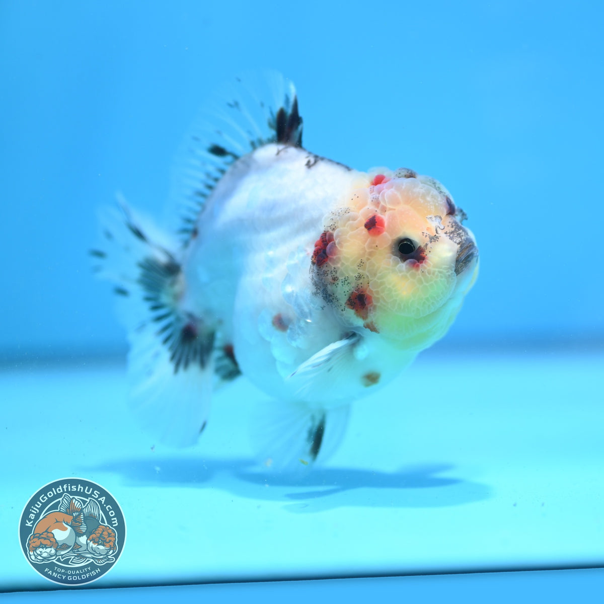 Sakura Oranda 4 inch Body (260925_OR10)