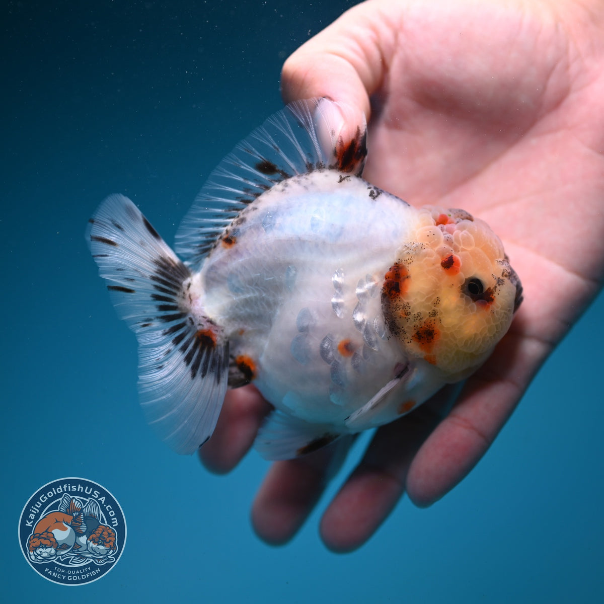Sakura Oranda 4 inch Body (260925_OR10)