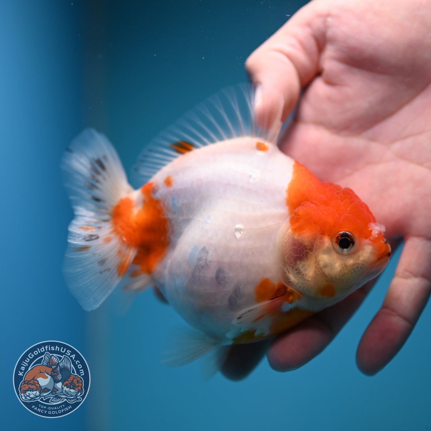 Sakura Oranda inch 4 Body (260828_OR22)