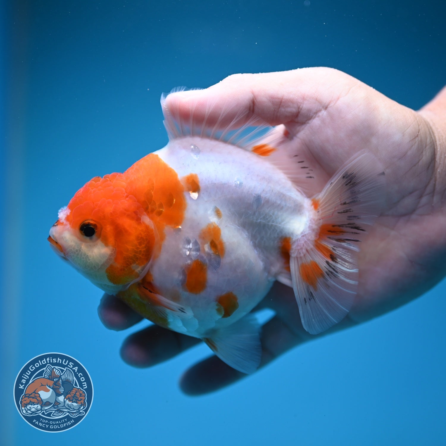 Sakura Oranda inch 4 Body (260828_OR22)