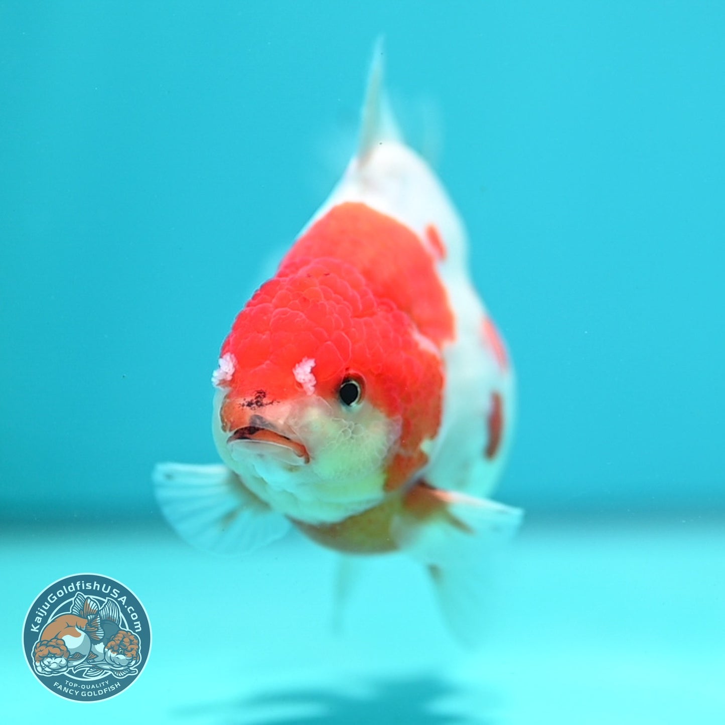 Sakura Oranda inch 4 Body (260828_OR22)