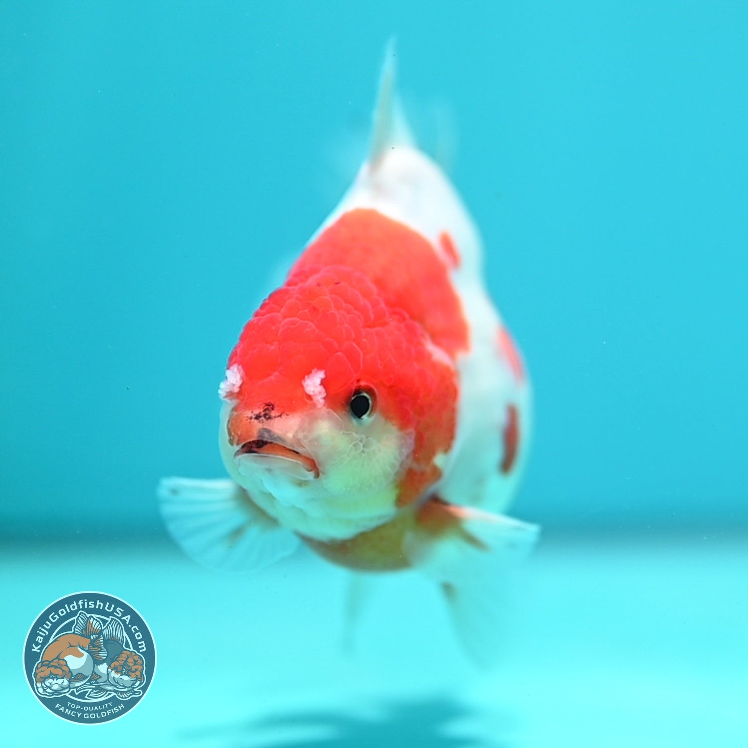 Sakura Oranda inch 4 Body (260828_OR22)
