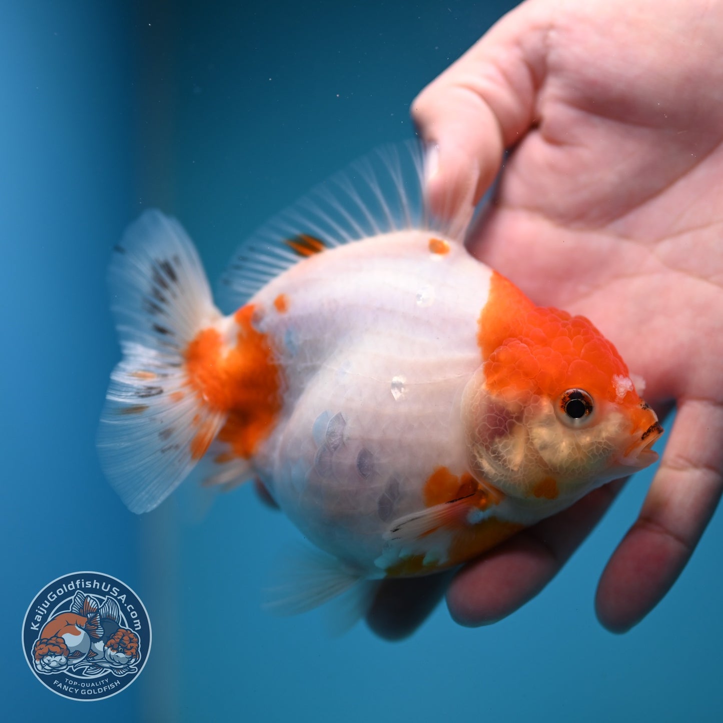 Sakura Oranda inch 4 Body (260828_OR22)