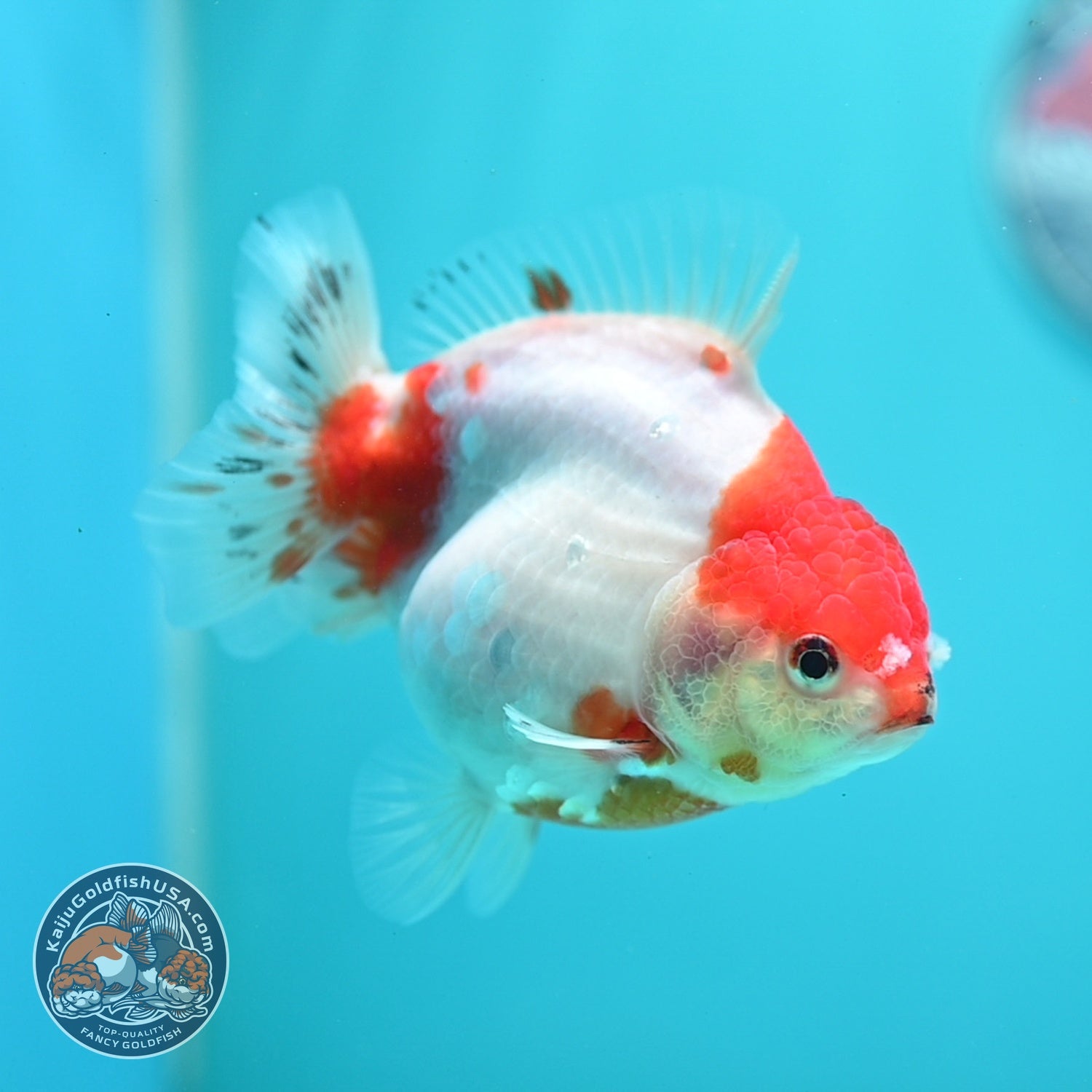 Sakura Oranda inch 4 Body (260828_OR22)