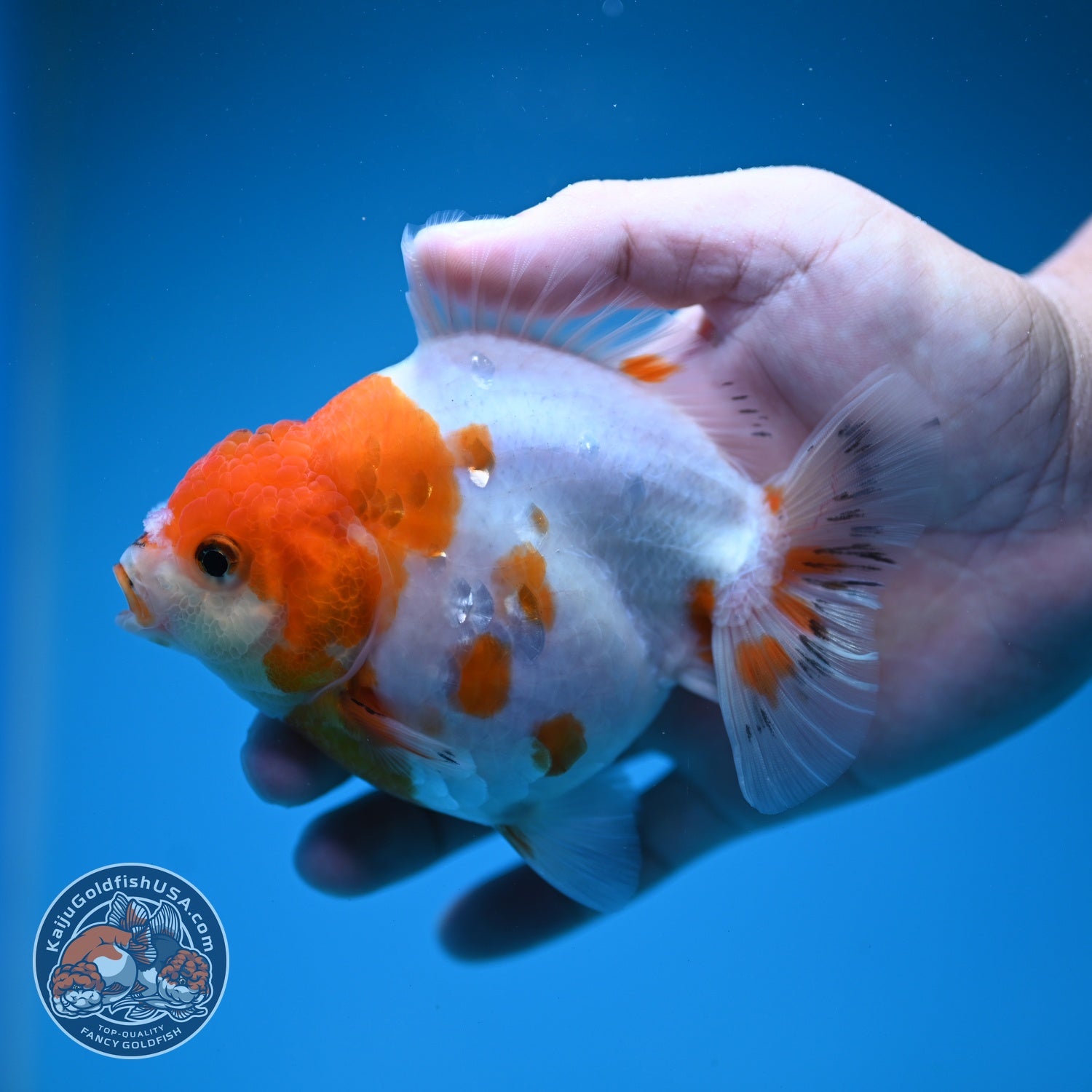 Sakura Oranda inch 4 Body (260828_OR22)