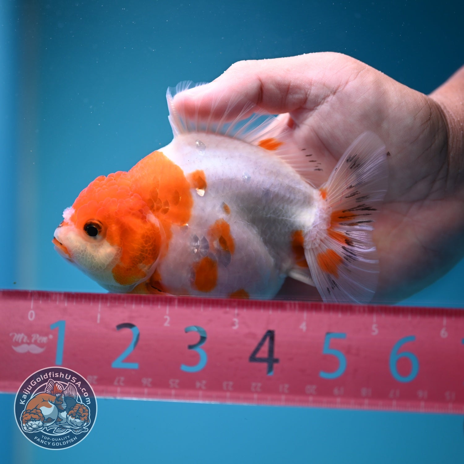 Sakura Oranda inch 4 Body (260828_OR22)