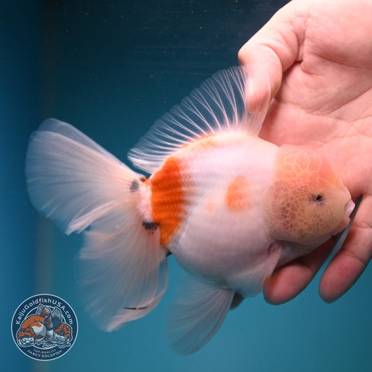 Sakura Oranda inch Body (260911_OR08)