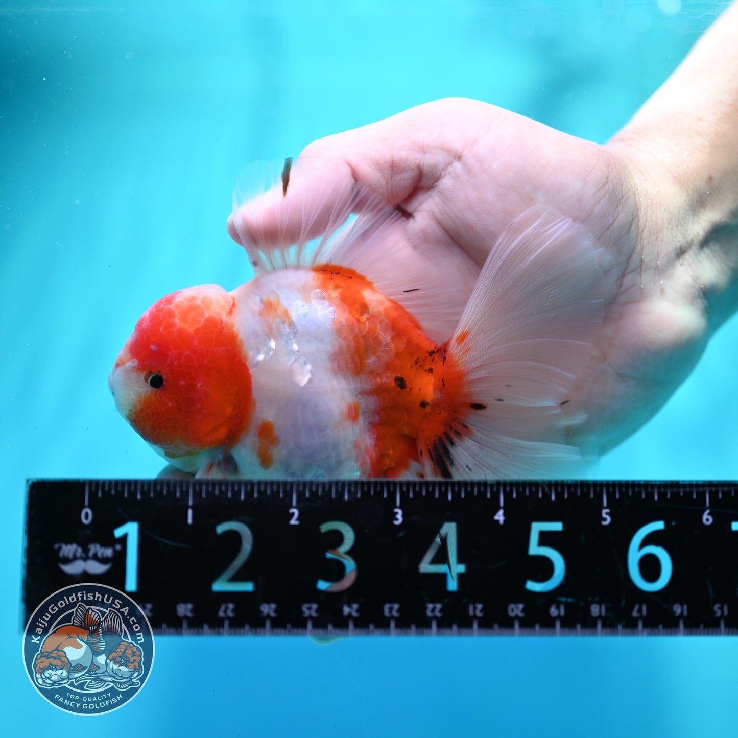 Sakura Orchid Tail Oranda 3.5 inch Body (260522_OR07)