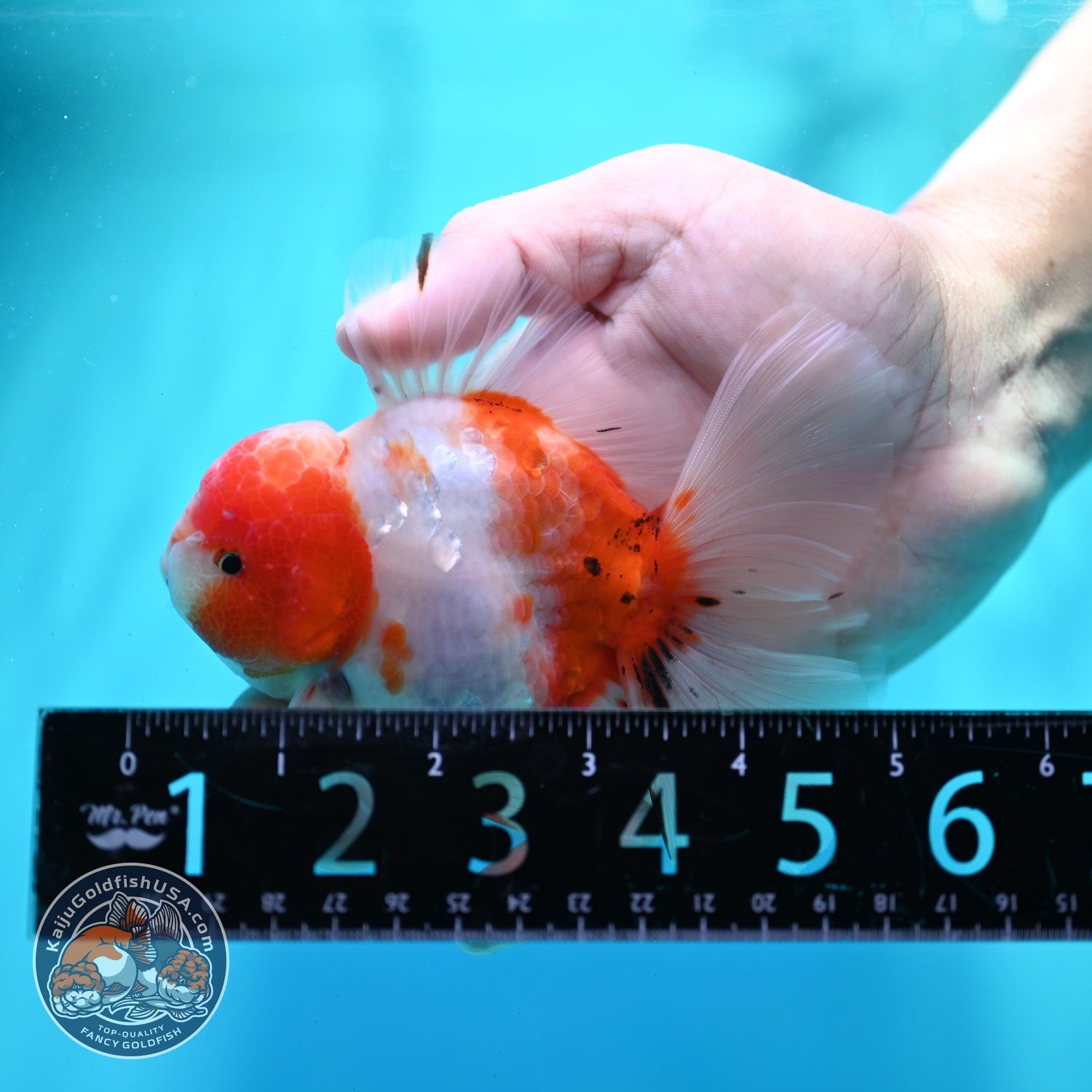 Sakura Orchid Tail Oranda 3.5 inch Body (260522_OR07)