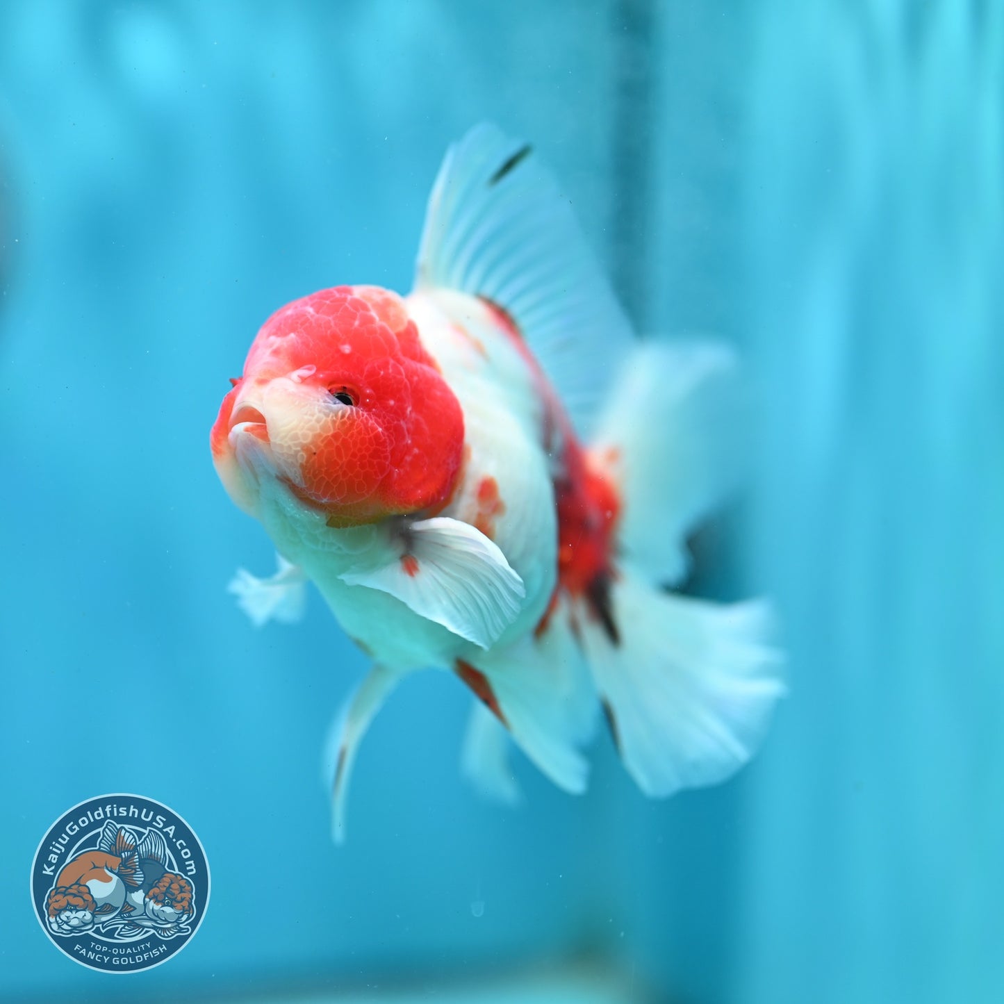 Sakura Orchid Tail Oranda 3.5 inch Body (260522_OR07)
